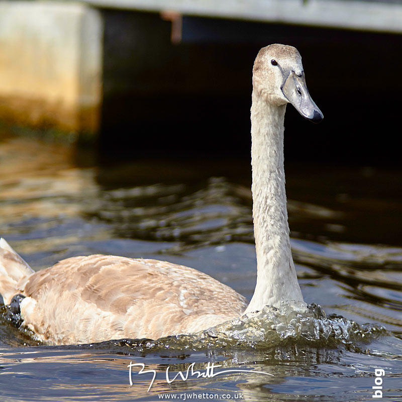 Juvenile swan - Portrait Photography Dorset