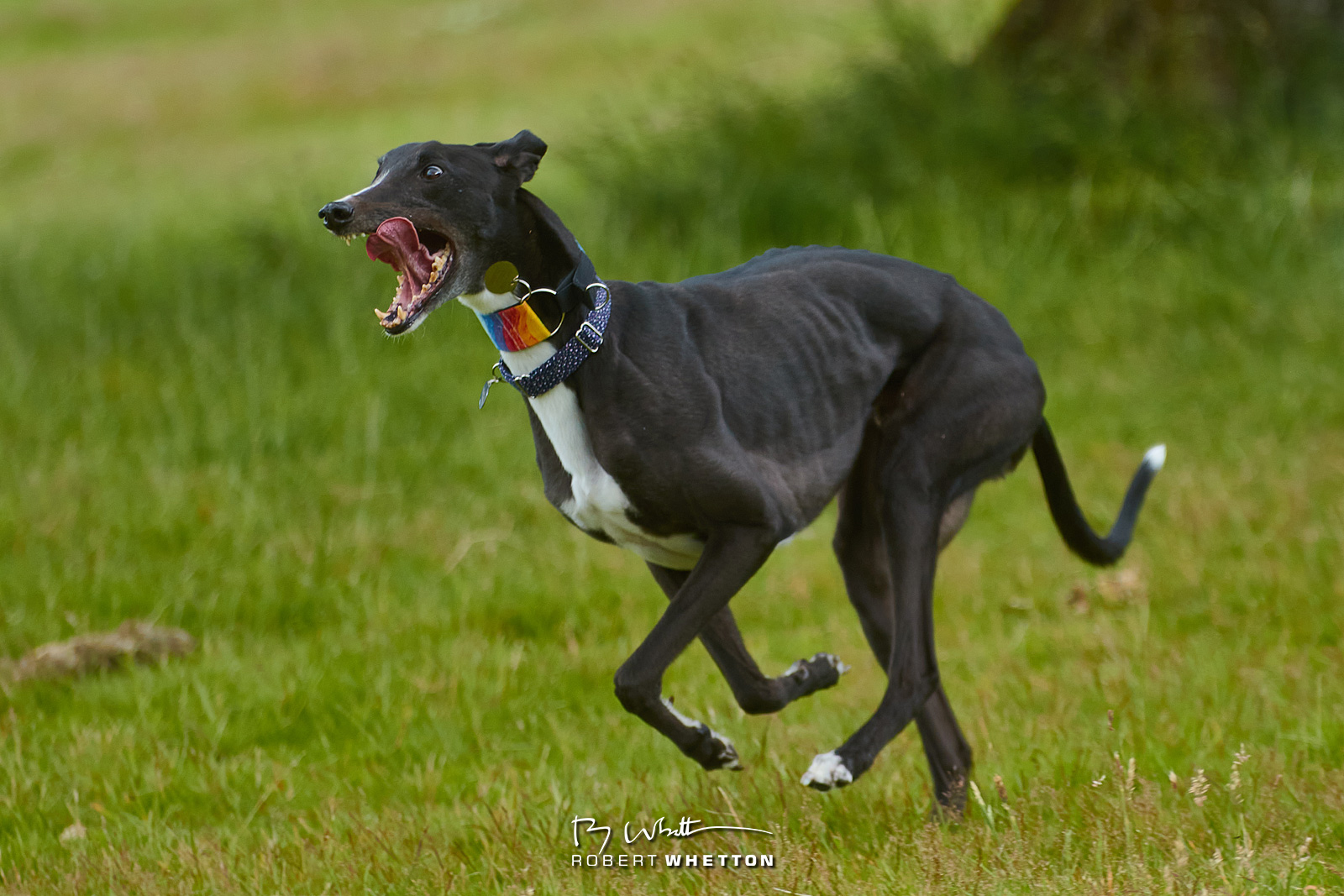 IMAGE: https://photographs.rjwhetton.co.uk/forums/092-Greyhounds.jpg