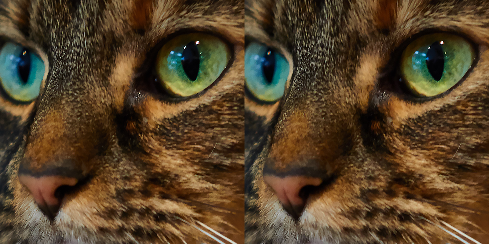 100PCCat.png