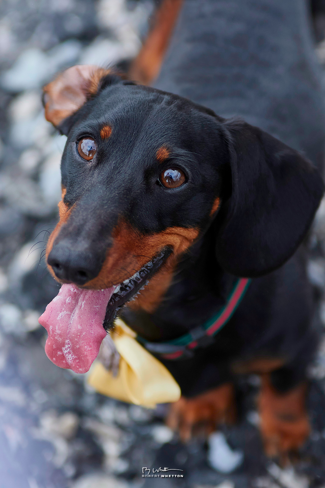 IMAGE: https://photographs.rjwhetton.co.uk/forums/208-EDRC-Dogs-Sept-2021.jpg