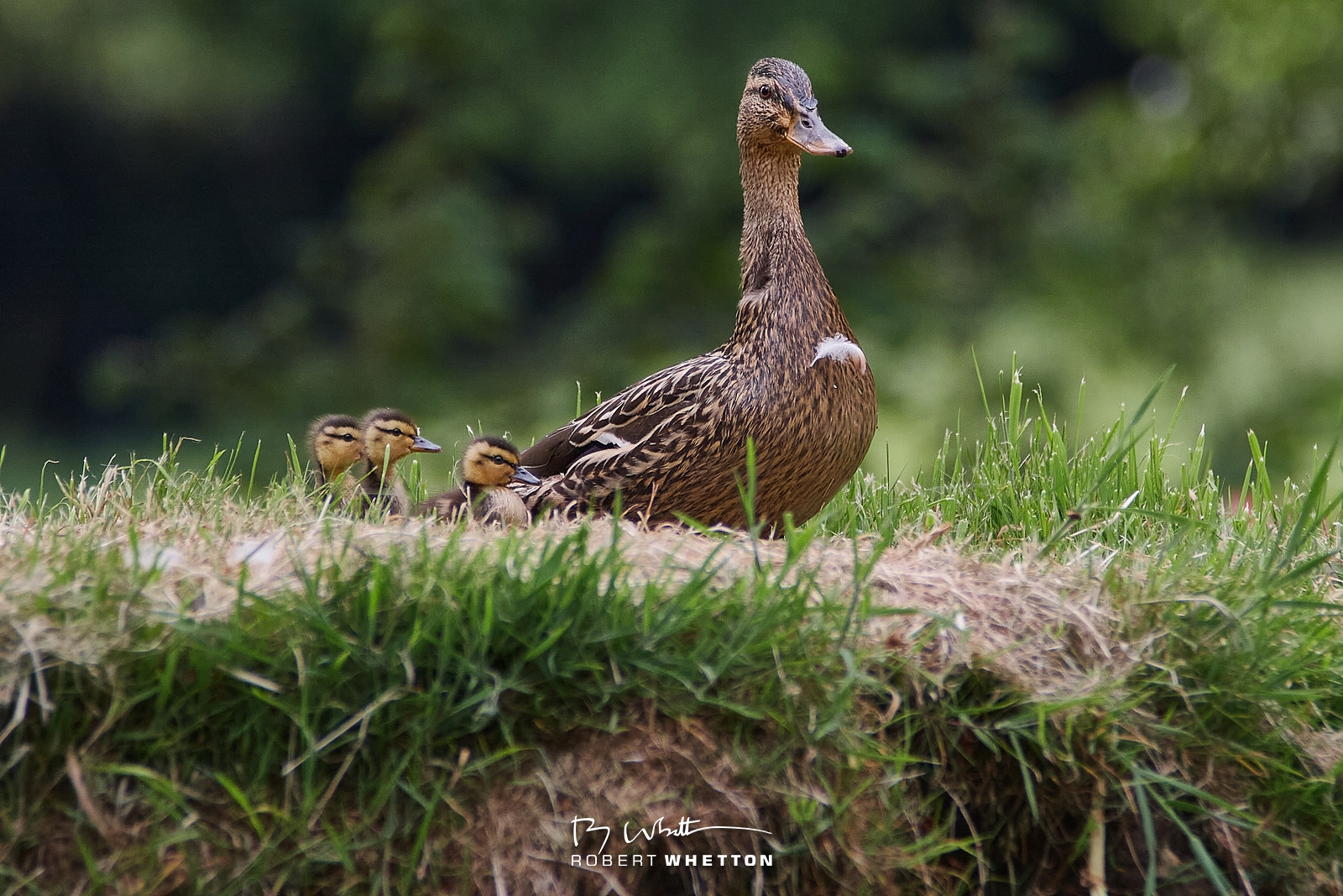 IMAGE: https://photographs.rjwhetton.co.uk/forums/Animals-merley-06-18-18-13.jpg