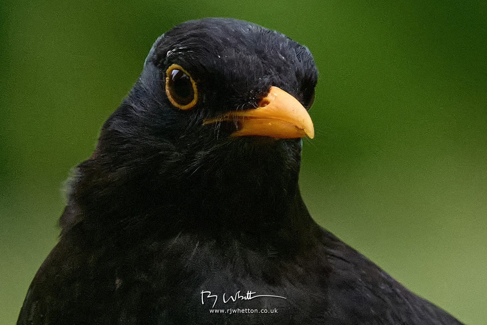 IMAGE: https://photographs.rjwhetton.co.uk/forums/Birds-May-09-185908-4353-X-T4-100.jpg