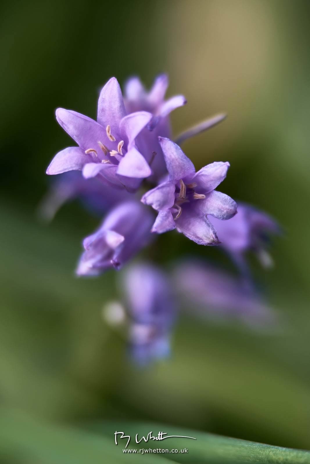 IMAGE: https://photographs.rjwhetton.co.uk/forums/Bluebells-Apr-24-171142-7200-X-T4.jpg