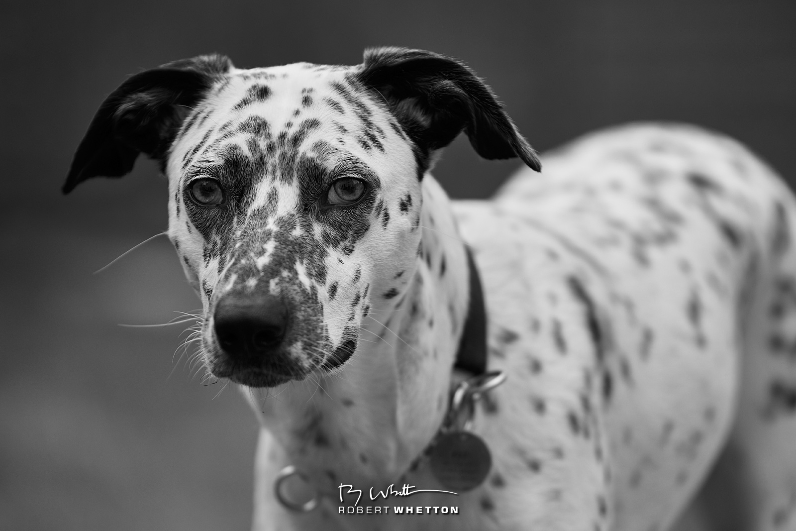 IMAGE: https://photographs.rjwhetton.co.uk/forums/Chantal-is-18-Jul-25-093622-2897-7D-Mark-II.jpg