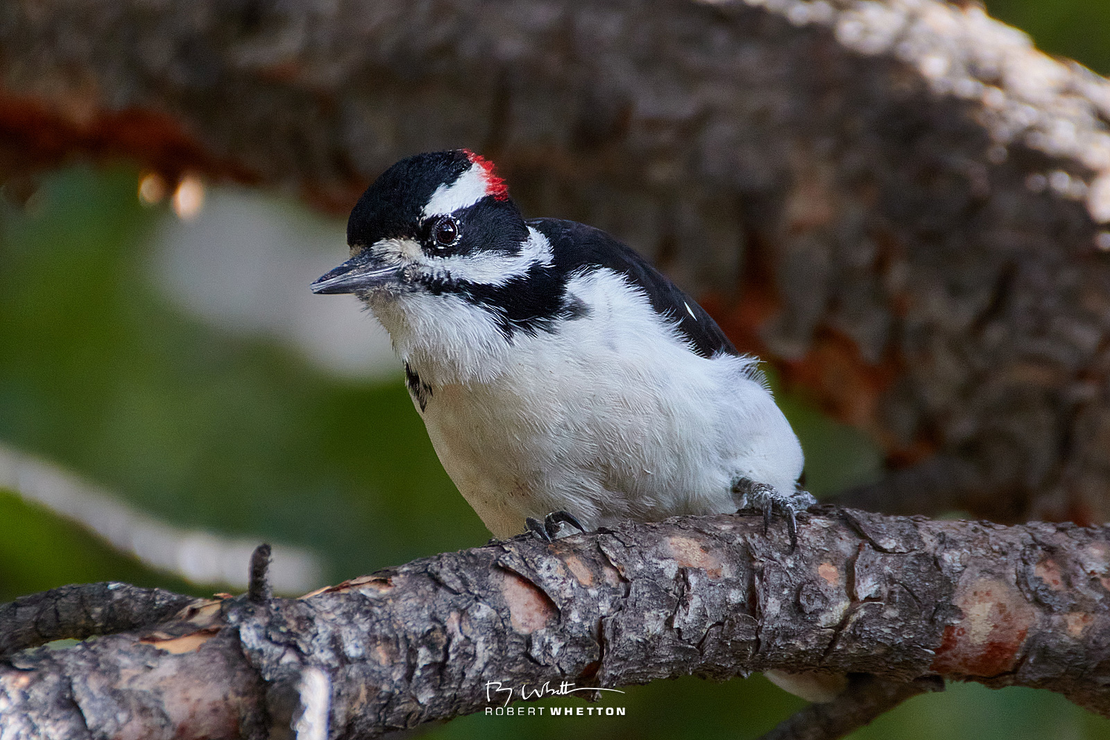 IMAGE: https://photographs.rjwhetton.co.uk/forums/Day-02-Estes-19-Sep-11-173433-5723-7D-Mark-II.jpg