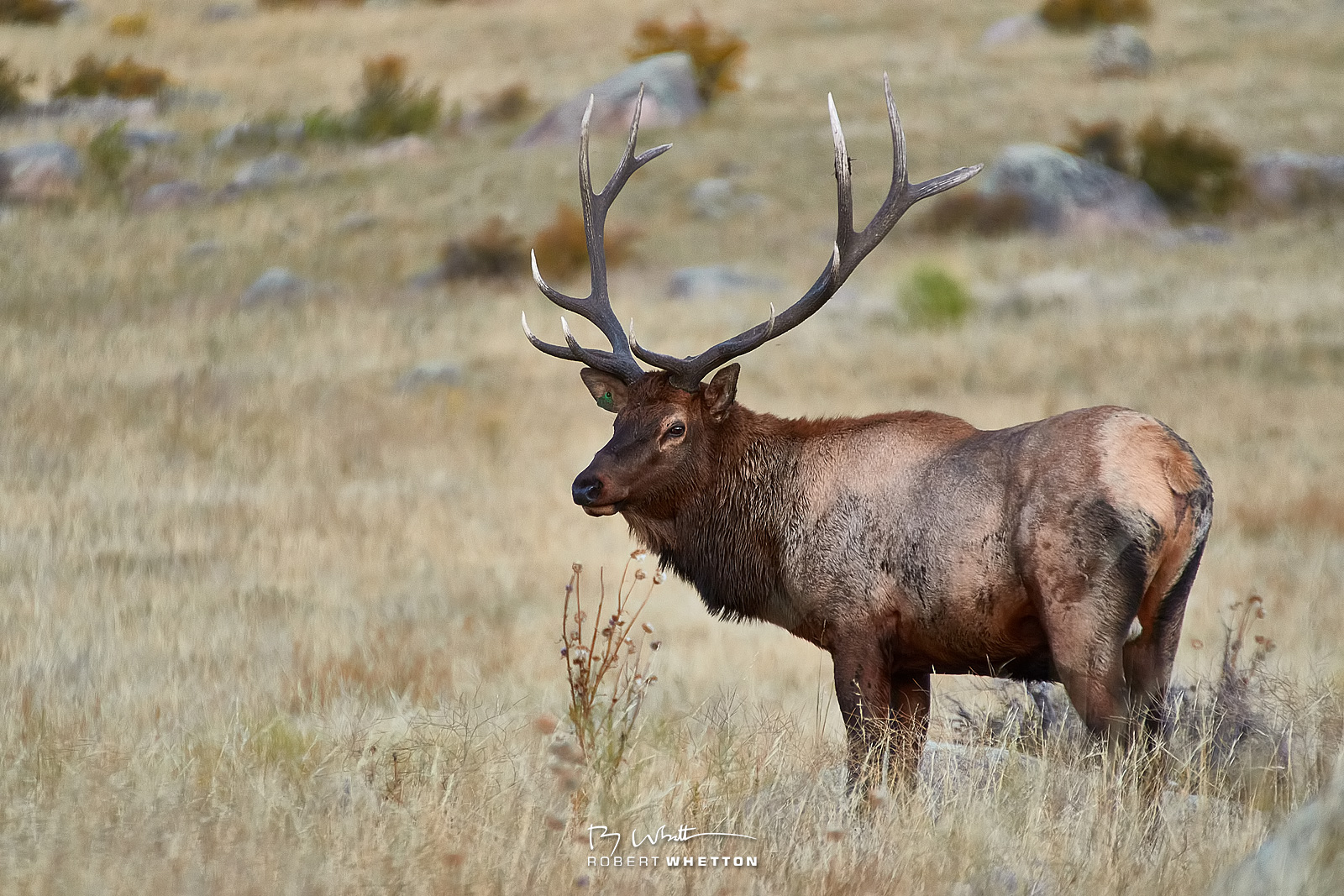 IMAGE: https://photographs.rjwhetton.co.uk/forums/Day-08-Estes-19-Sep-18-073227-1344-7D-Mark-II.jpg