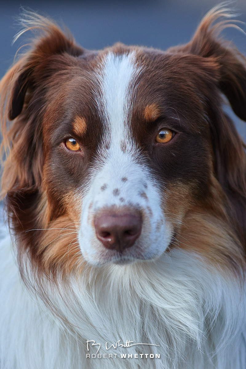 IMAGE: https://photographs.rjwhetton.co.uk/forums/Day-14---Estes-Sep-23-182255-8678-7D-Mark-II.jpg