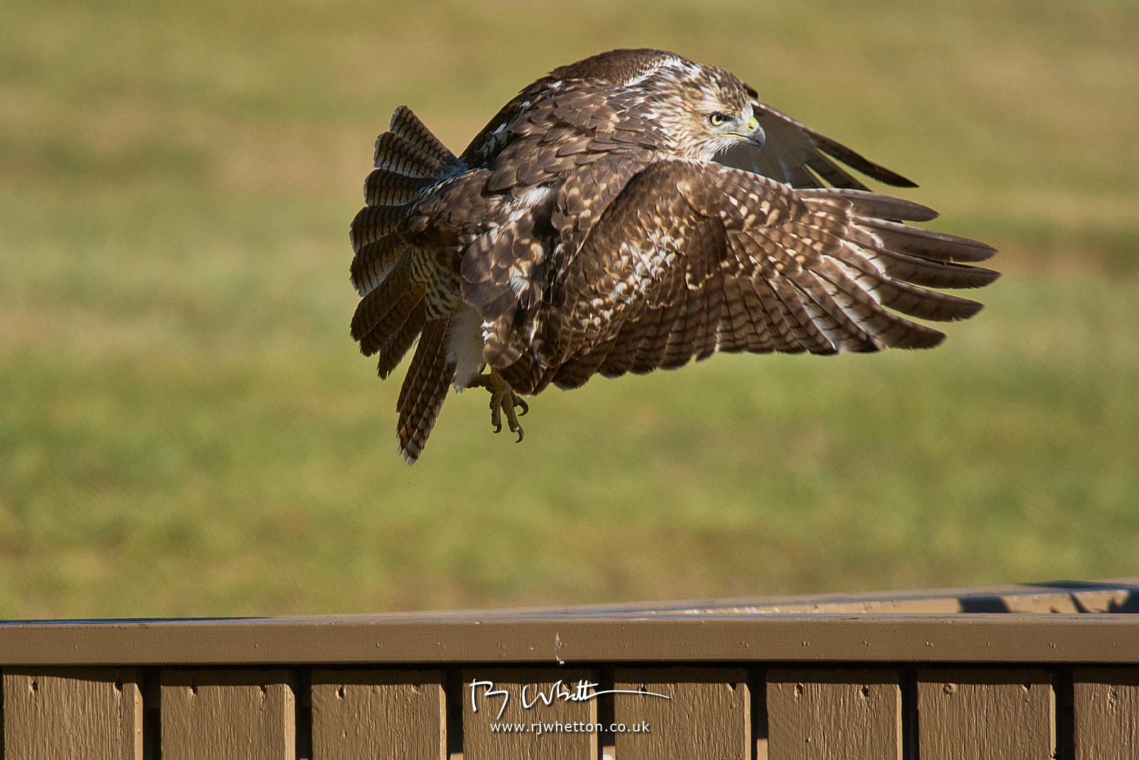 IMAGE: https://photographs.rjwhetton.co.uk/forums/Day-14-Sep-25-084909-2214-X-H2S.jpg