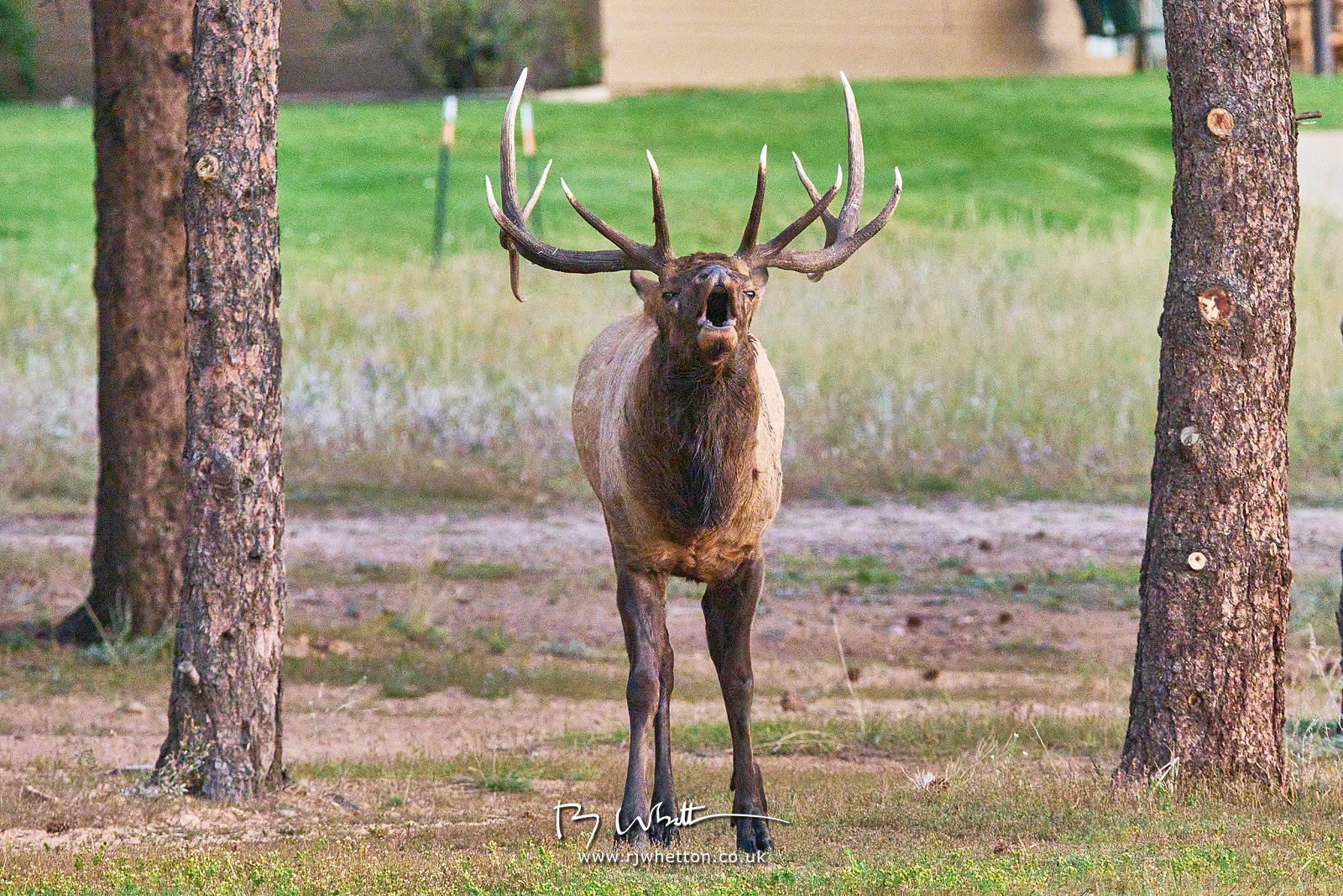 IMAGE: https://photographs.rjwhetton.co.uk/forums/Day-7-Sep-18-065910-6965-X-H2S.jpg