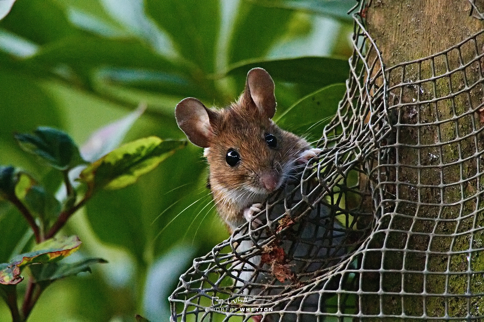 IMAGE: https://photographs.rjwhetton.co.uk/forums/Field-Mouse-Aug-190548-62357D.jpg