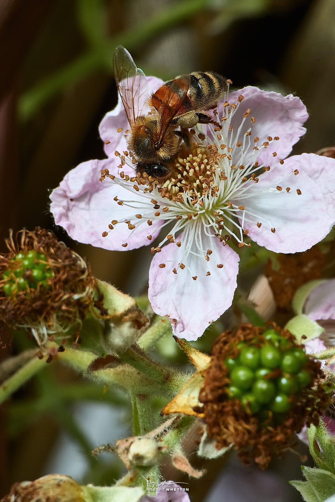 IMAGE: https://photographs.rjwhetton.co.uk/forums/Garden-Jun-21-142942-5980-7D-Mark-II.jpg