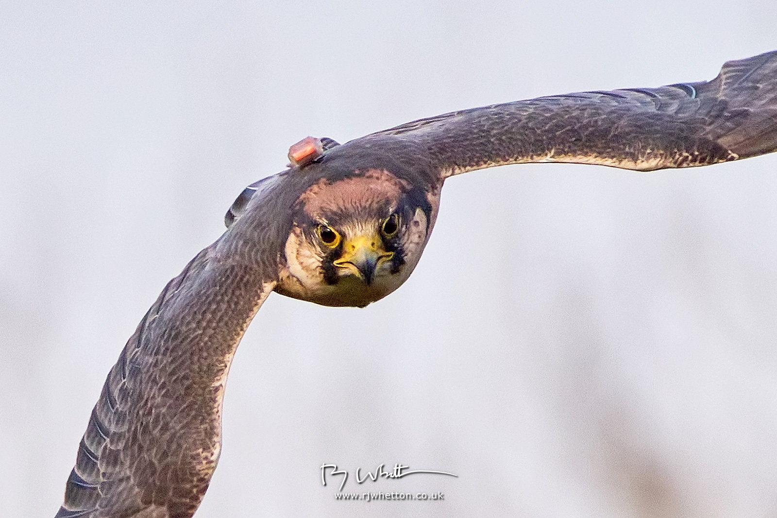 IMAGE: https://photographs.rjwhetton.co.uk/forums/Liberty-Raptor-Feb-15-150238-7055-X-H2S-100.jpg