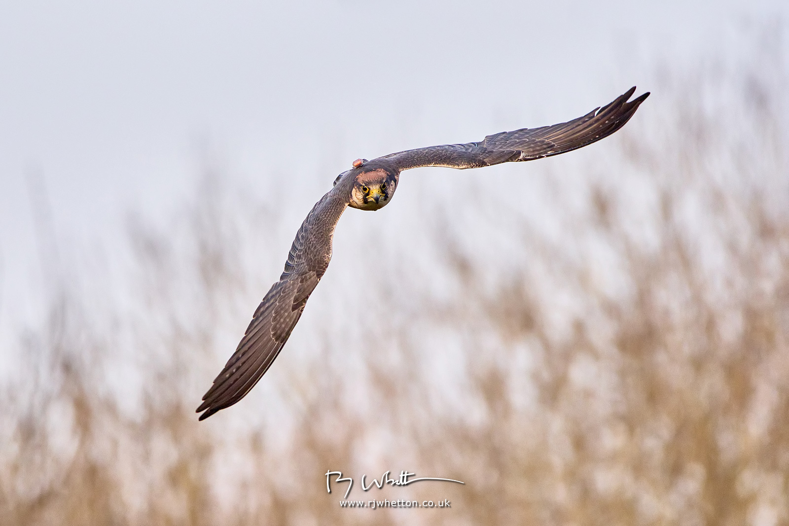 IMAGE: https://photographs.rjwhetton.co.uk/forums/Liberty-Raptor-Feb-15-150238-7055-X-H2S.jpg