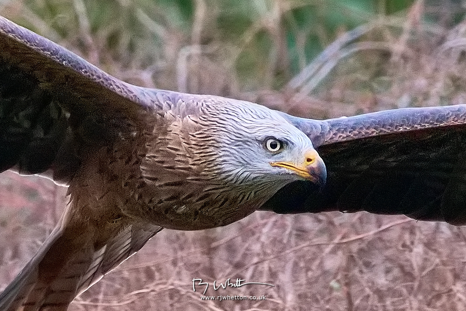 IMAGE: https://photographs.rjwhetton.co.uk/forums/Liberty-Raptor-Feb-15-152836-7176-X-H2S-100.jpg