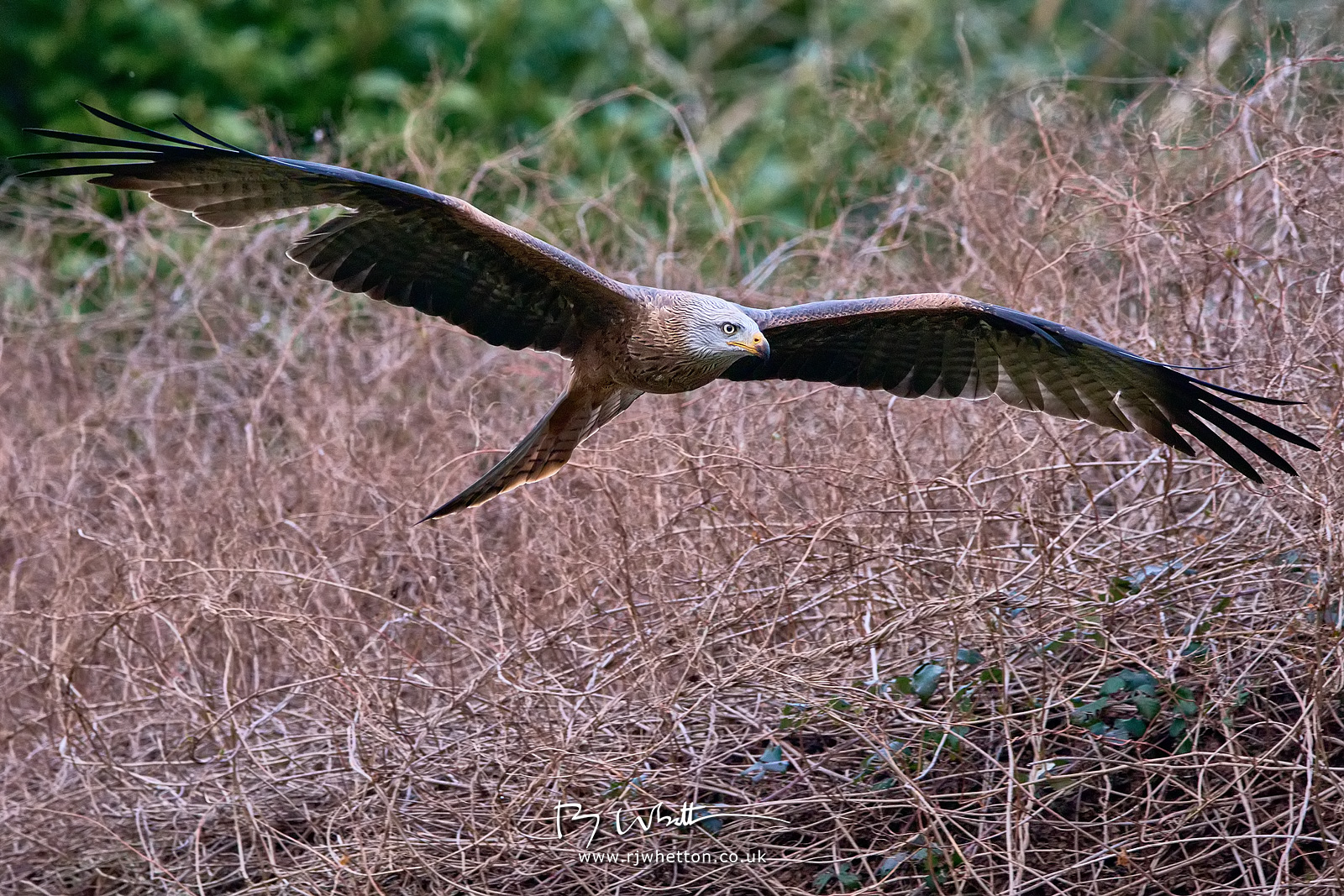 Liberty-Raptor-Feb-15-152836-7176-X-H2S.jpg