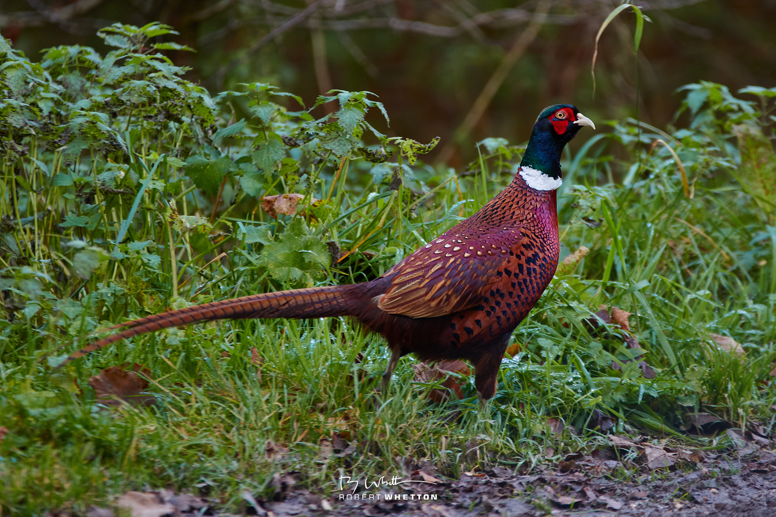 IMAGE: https://photographs.rjwhetton.co.uk/forums/Lindens-Nov-10-141502-0783-7D-Mark-II.jpg