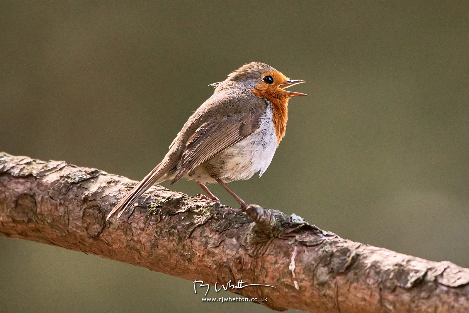 IMAGE: https://photographs.rjwhetton.co.uk/forums/Moors-Valley-May-10-140043-4571-X-T4.jpg