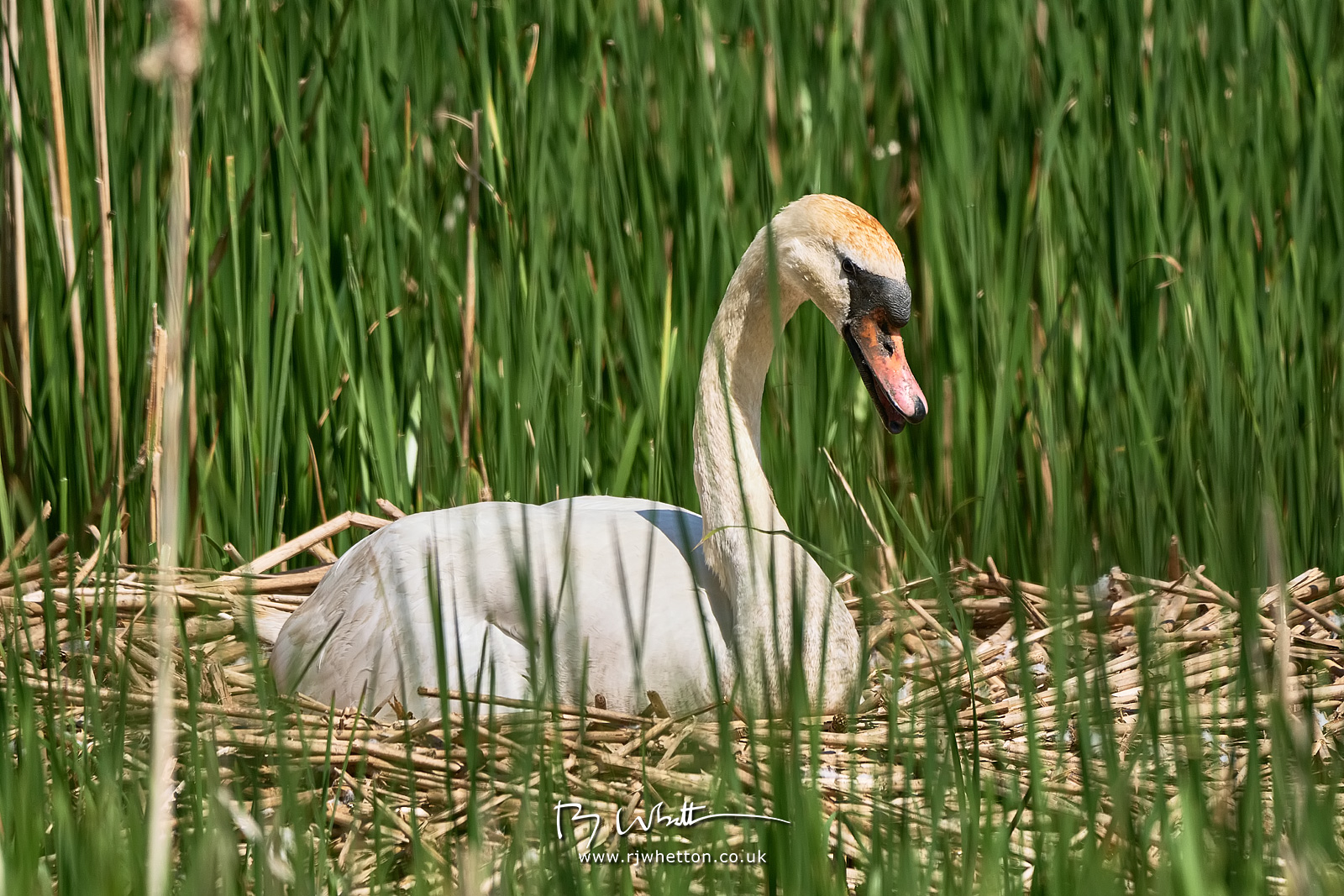 IMAGE: https://photographs.rjwhetton.co.uk/forums/Moors-Valley-May-10-141828-4642-X-T4.jpg