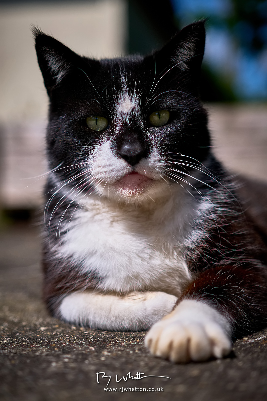 Oakbridge-Animals-May-15-150021-6241-X-H2S.jpg