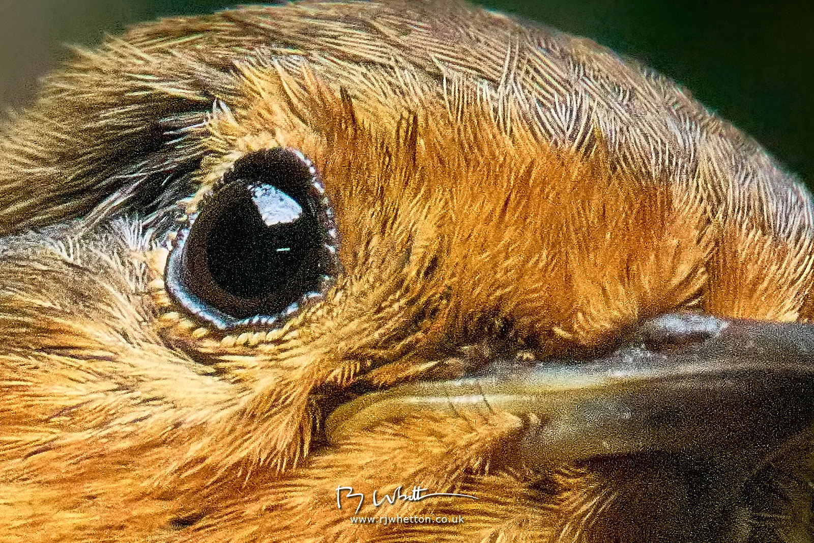 IMAGE: https://photographs.rjwhetton.co.uk/forums/Rocky-Jun-16-172543-3417-X-T4-100.jpg