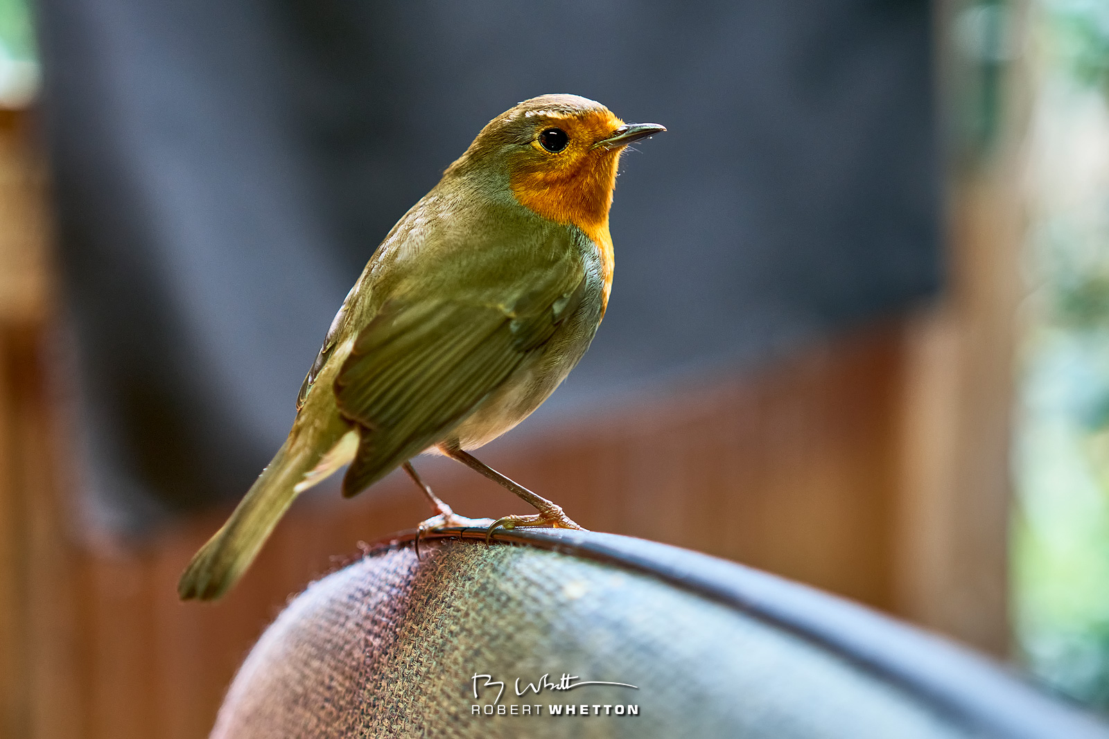 IMAGE: https://photographs.rjwhetton.co.uk/forums/Rocky-Oct-28-111700-3855-X-T4.jpg