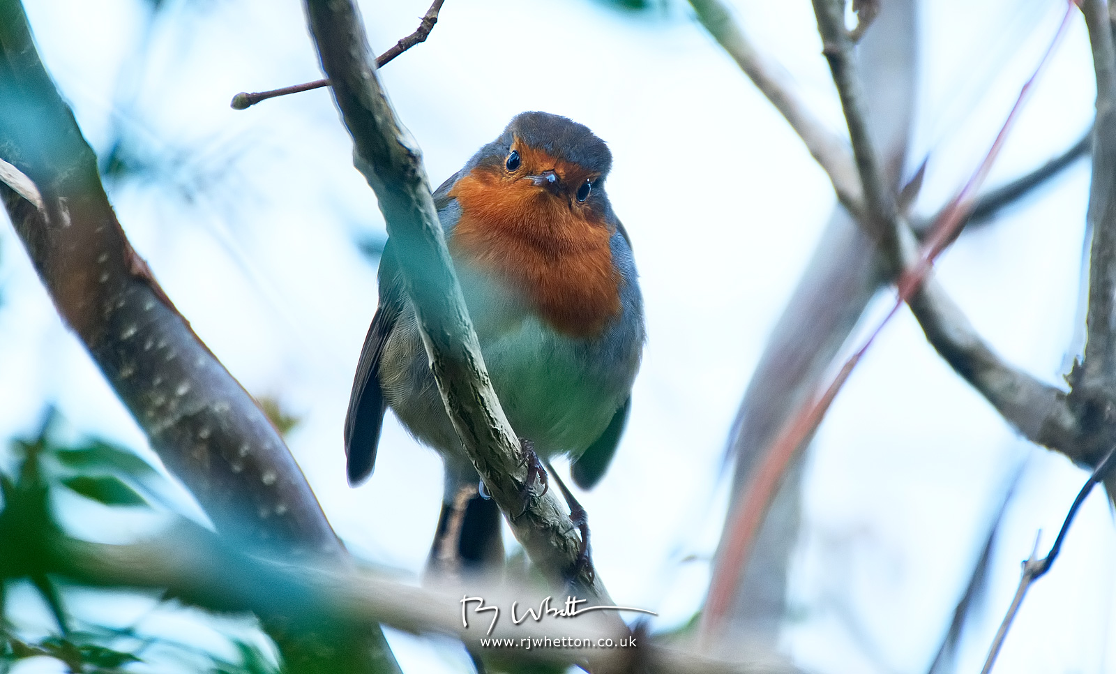 IMAGE: https://photographs.rjwhetton.co.uk/forums/Rocky-Robin-Jan-28-153141-1502-X-T4.jpg