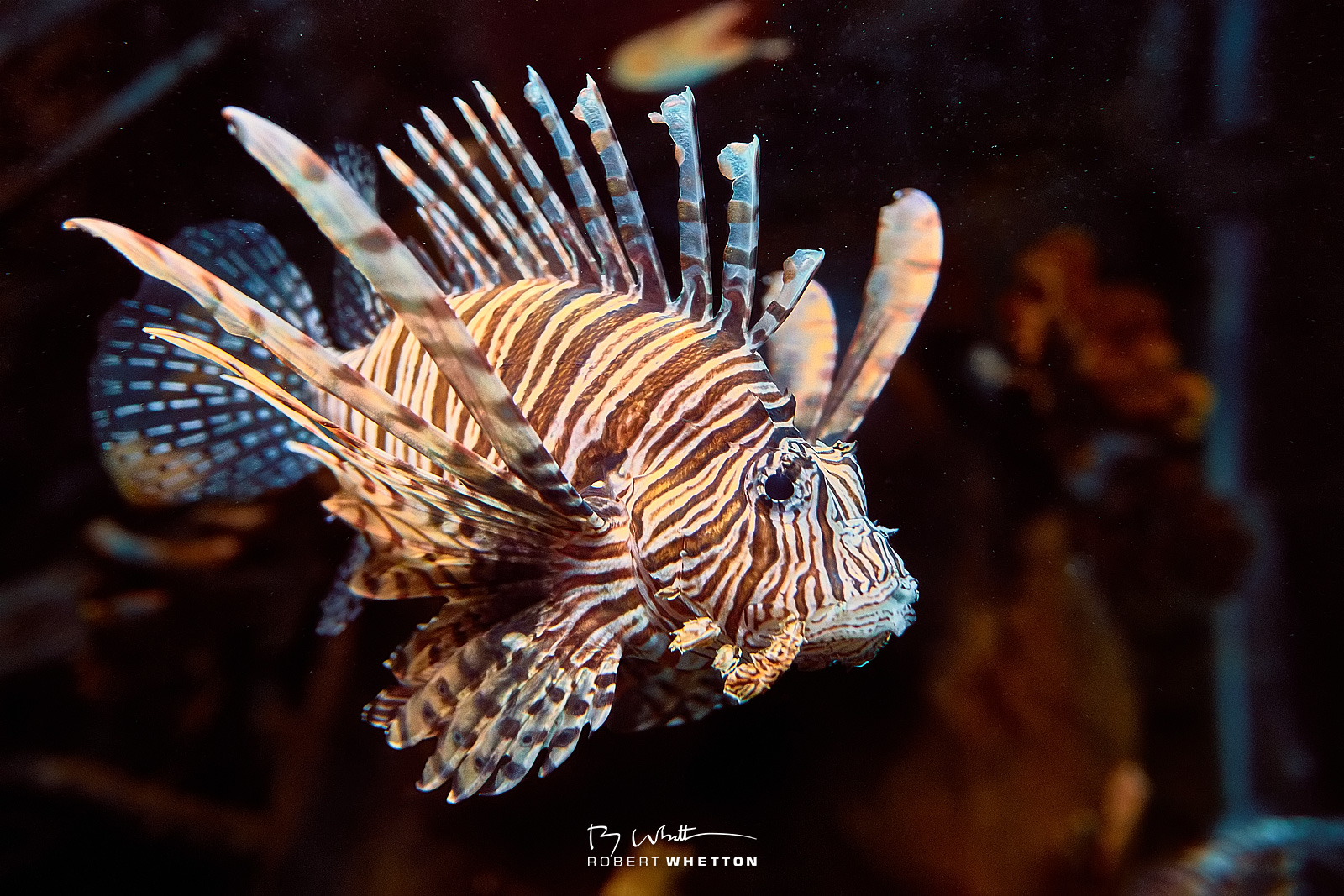 IMAGE: https://photographs.rjwhetton.co.uk/forums/SeaLife-Centre-Oct-23-132716-9861-7D-Mark-II.jpg