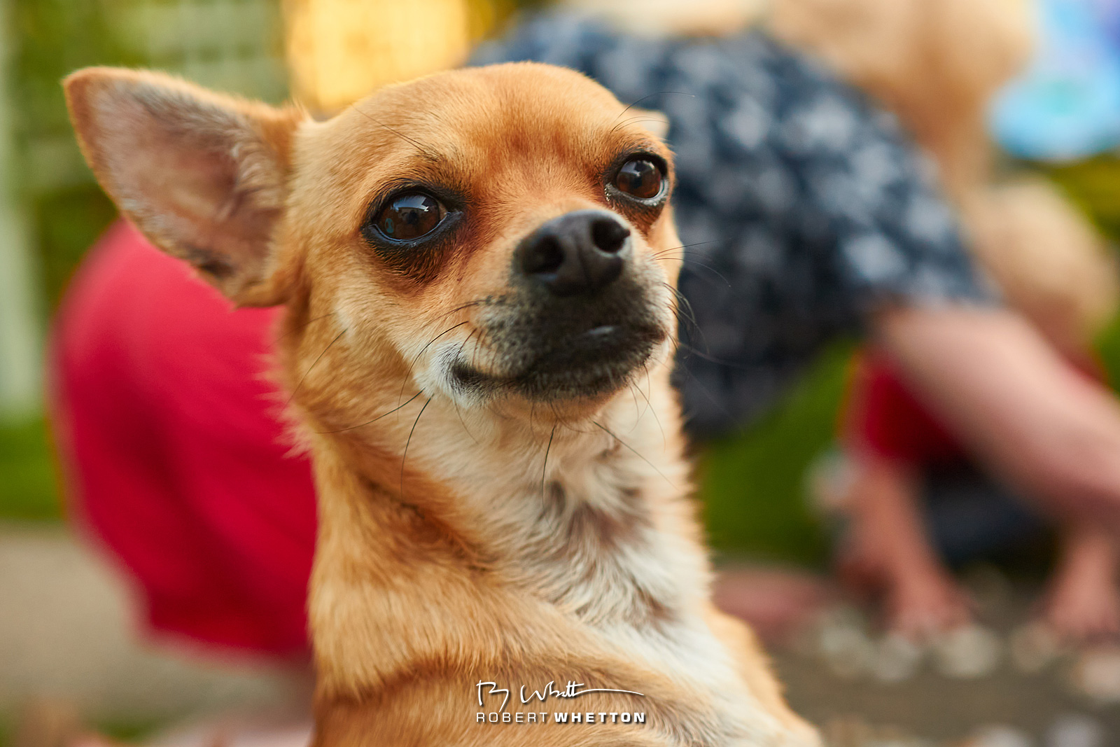 IMAGE: https://photographs.rjwhetton.co.uk/forums/Stevie-2yrs-Aug-22-191742-6347-7D-Mark-II.jpg